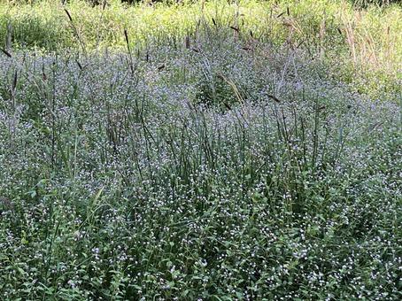 ミゾソバの群生 ミゾソバの群生の写真
