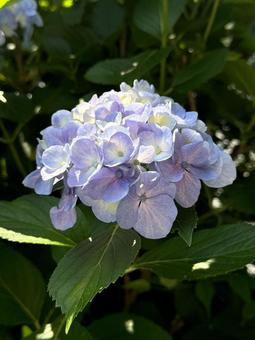 紫陽花 紫陽花 自然,風景,庭の写真素材