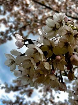2025 桜 北海道 2025 桜 北海道の写真