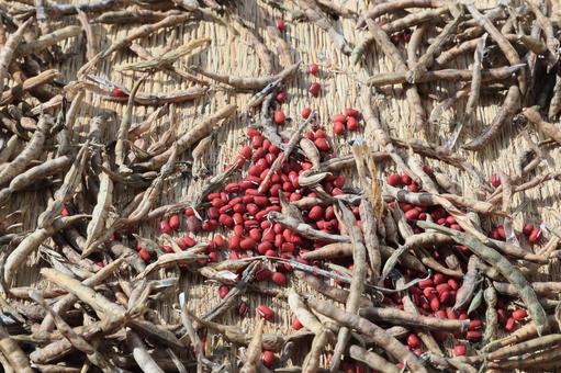 収穫した小豆の乾燥作業 小豆,大納言,乾燥の写真素材