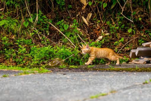 猫(161) 猫(161)の写真