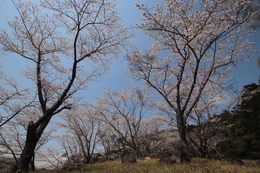Hitoyoshi Plum Garden, JPG Hitoyoshi Plum Garden, JPG