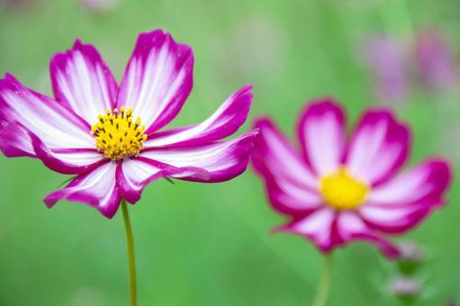 縁ありコスモス　2輪の写真