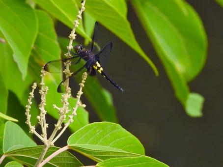 Photo, pseudothemis dragonfly, dragonfly, biological, 