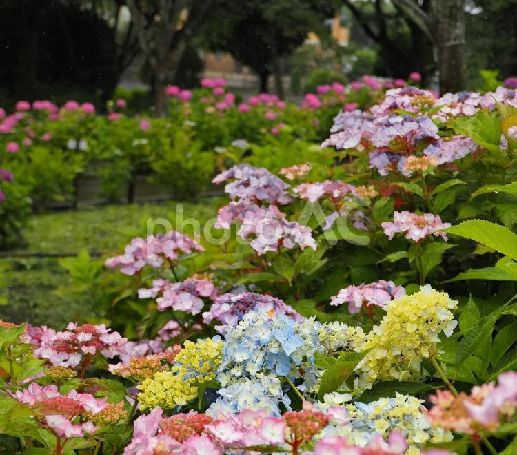 雨のアジサイ彩鮮やかなグラデーション風景 アジサイ,可憐な紫陽花,雨の公園の写真素材