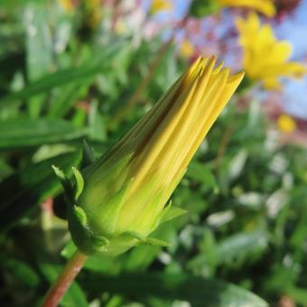 ガザニア ガザニア,花,花びらの写真素材