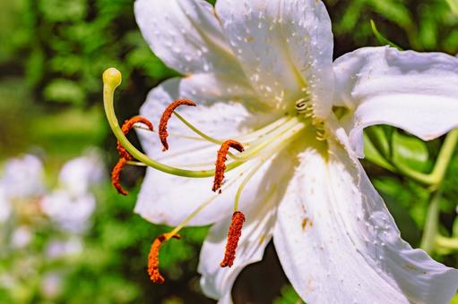 ゆりの花6ー2 ゆりの花6ー2 ゆり,百合の花,花の写真素材