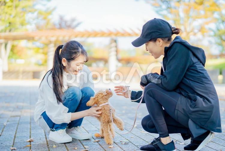 犬の散歩中に挨拶する女性たち 犬,ペット,愛犬の写真素材