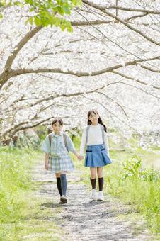 通学する小学生　桜並木 桜,小学生,児童の写真素材