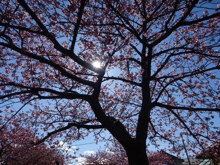 河津桜の公園-34 河津桜の公園-34 公園,河津桜,花びらの写真素材