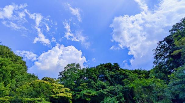 青空と緑の木々-31 青空と緑の木々-31の写真