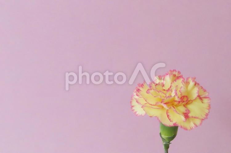 カーネーション　母の日メッセージカード 花,春,植物の写真素材