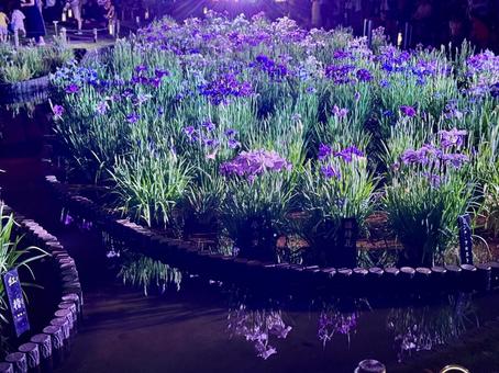 夜の堀切菖蒲園 ライトアップされる花菖蒲 夜の堀切菖蒲園 ライトアップされる花菖蒲 堀切菖蒲園,5月,菖蒲の写真素材