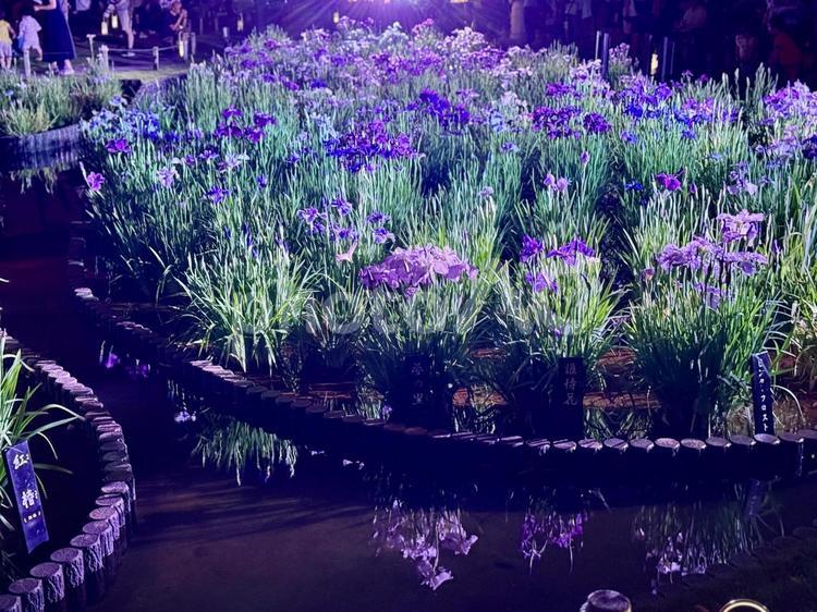 夜の堀切菖蒲園　ライトアップされる花菖蒲 堀切菖蒲園,5月,菖蒲の写真素材