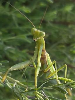 カマキリ カマキリの写真