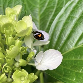 ナミテントウ ナミテントウ テントウ虫,てんとう虫,ナミテントウの写真素材