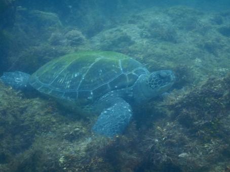 Sea Turtle, JPG Sea Turtle, JPG