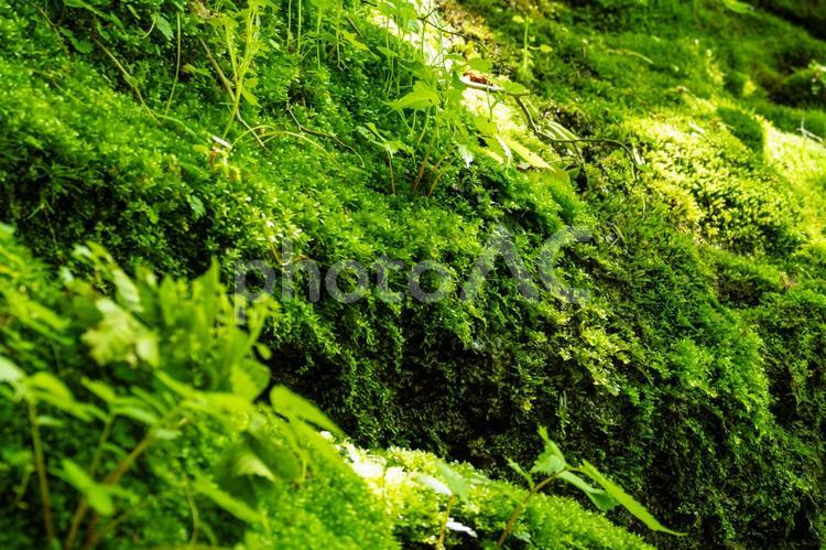 新緑の姉滝⒇ 透過光,逆光,春の写真素材