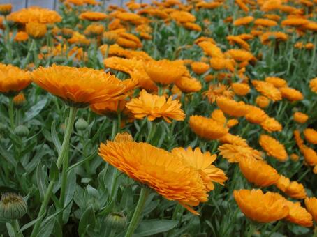 キンセンカ・金盞花　咲く風景 キンセンカ,草花,鮮やかなの写真素材