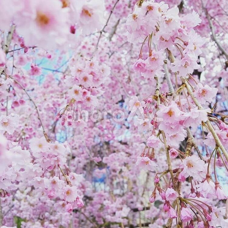 枝垂れ桜 枝垂れ桜,桜,花の写真素材