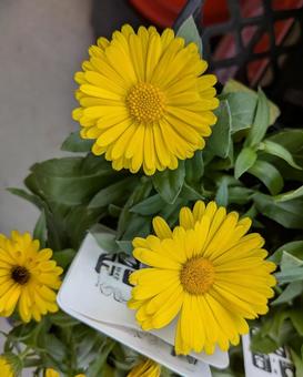 カレンデュラ キンセンカ,花,flowerの写真素材