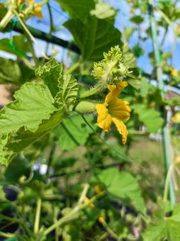 メロンの雌花 メロン,花,雌花の写真素材