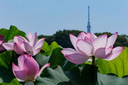 蓮 蓮 蓮,ハス,不忍池の写真素材