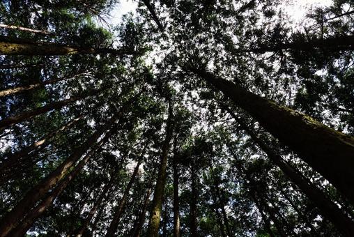 Sunlight filtering through the trees, JPG