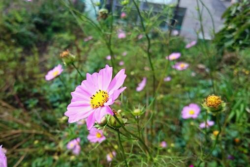 公園のコスモス 公園のコスモスの写真
