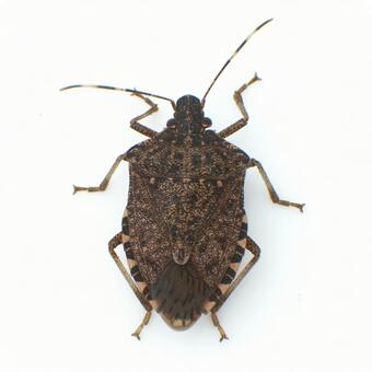 クサギカメムシ カメムシ,亀虫,クサギカメムシの写真素材