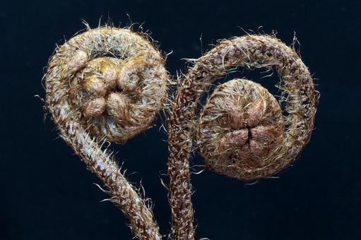 ぜんまい ゼンマイ,シダ,渦巻きの写真素材