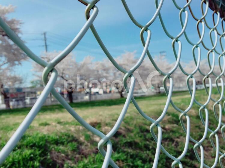 桜とフェンス 桜,フェンス,春の写真素材