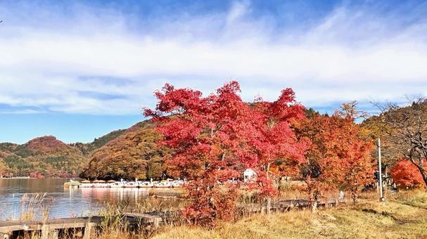 榛名湖　秋　紅葉 榛名湖,群馬,紅葉の写真素材