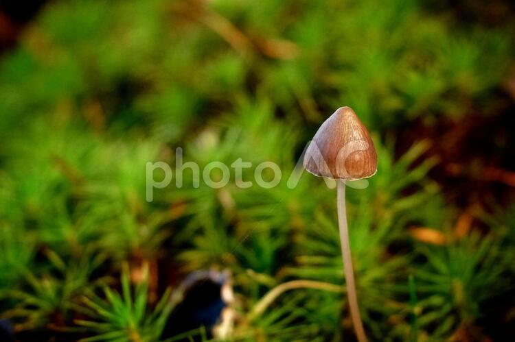 日差しをうけるキノコ 秋,キノコ,苔の写真素材