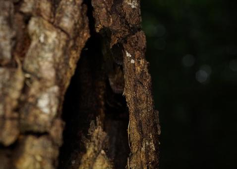 Photo, tree hollow, hole, insect catching, 