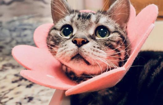 ピンクのカラーをつけたデブ猫さん ピンクのカラーをつけたデブ猫さん 猫,猫画像,エリザベスカラーの写真素材