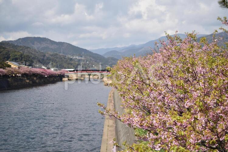 河津桜　さくら　桜 桜,屋外,満開の写真素材