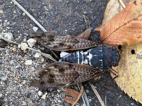 上から見たアブラゼミ 上から見たアブラゼミの写真