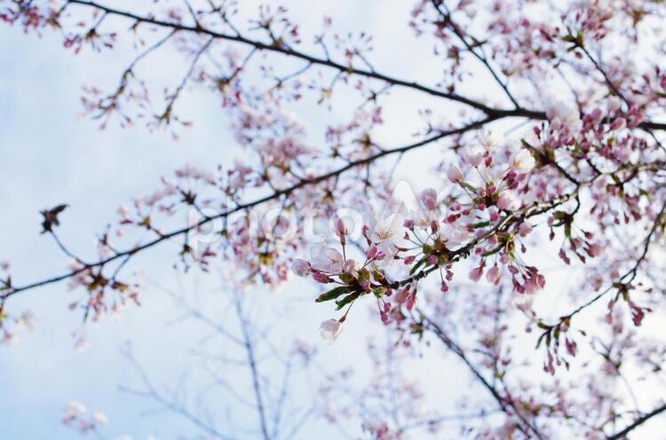 サクラ２ さくら,桜,サクラの写真素材