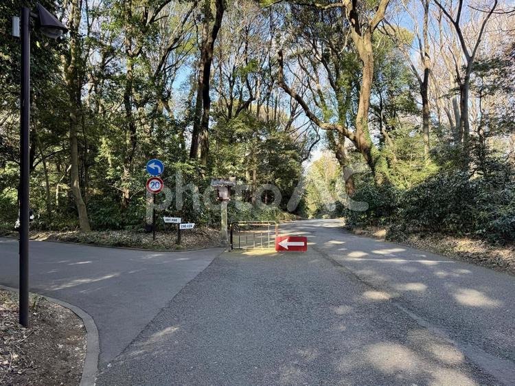 明治神宮　北参道 北参道,遊歩道,舗装の写真素材
