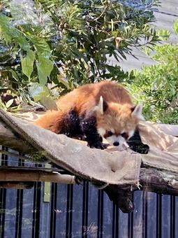 レッサーパンダ レッサーパンダ レッサーパンダ,小熊猫,赤褐色の写真素材