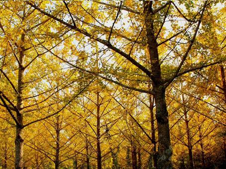日本の紅葉 日本の紅葉 こうよう,銀杏,いちょうの写真素材