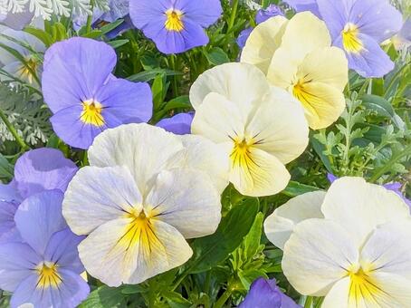 パンジー パンジー,花,黄色の写真素材