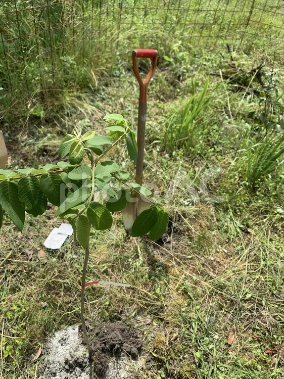 苗木植え 苗木植え,自然,葉の写真素材