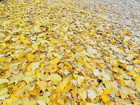 Photo, ginkgo biloba, autumn, autumn leaves, 