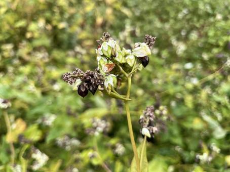 ソバの花と実の写真