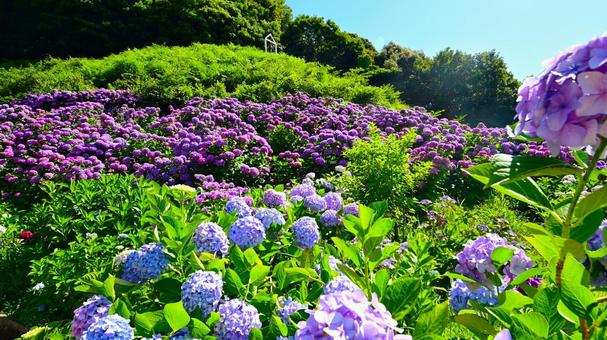 Photo, নীলাবা গোলপি পুষ্পপ্রসু গুল্মবিশেষ, নীলাবা গোলপি পুষ্পপ্রসু গুল্মবিশেষ গ্রামে, নীলাবা গোলপি পুষ্পপ্রসু গুল্মবিশেষ ফেস্টিভাল, 
