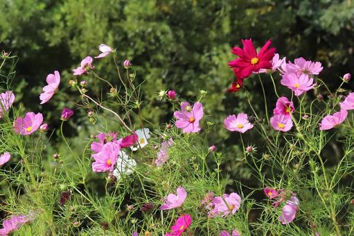 こすもすの花 花びら,自然,野草の写真素材