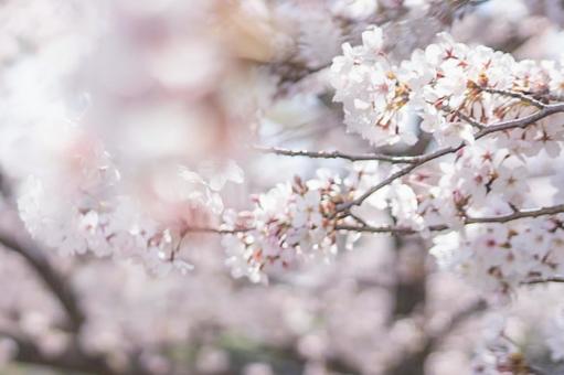 前ボケ桜 前ボケ桜の写真