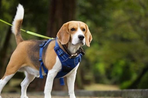 ビーグルのポートレート 犬,ビーグル,いぬの写真素材